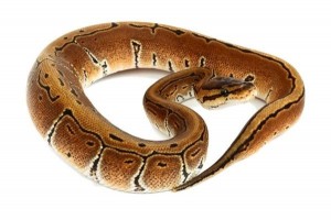 Python regius, pinstripe, femelle adulte